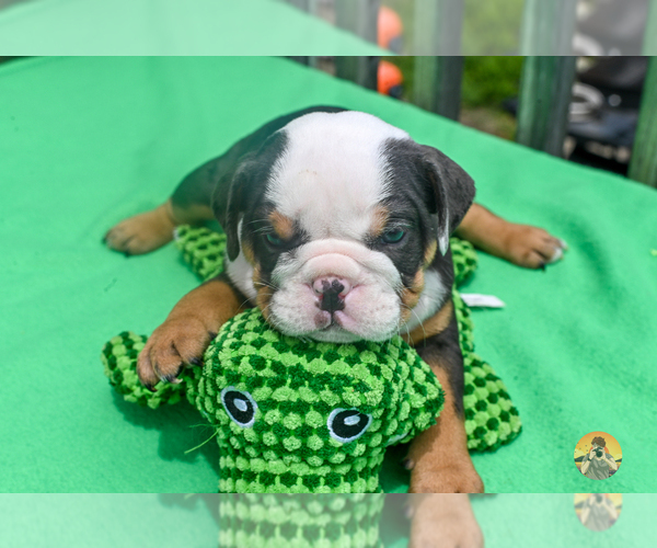 Medium Photo #5 Bulldog Puppy For Sale in LOUISVILLE, KY, USA