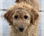 Small #1 Golden Retriever
