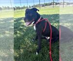 Small #2 American Pit Bull Terrier
