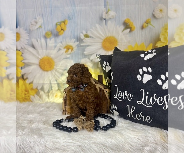 Medium Photo #10 Poodle (Toy) Puppy For Sale in RIPLEY, MS, USA
