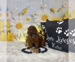 Small #9 Poodle (Toy)