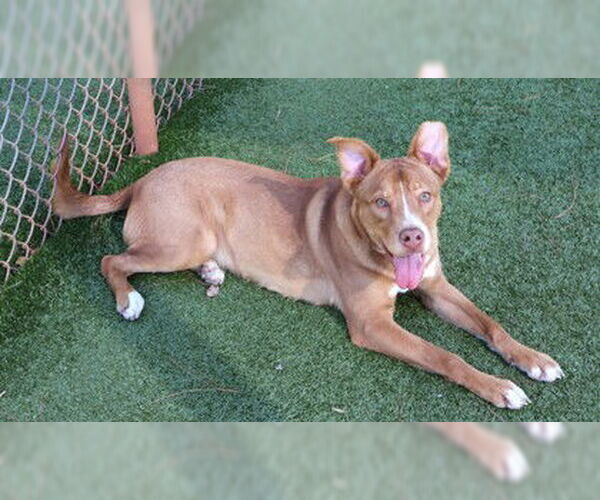 Medium Photo #3 Labrador Retriever-Unknown Mix Puppy For Sale in Rockaway, NJ, USA