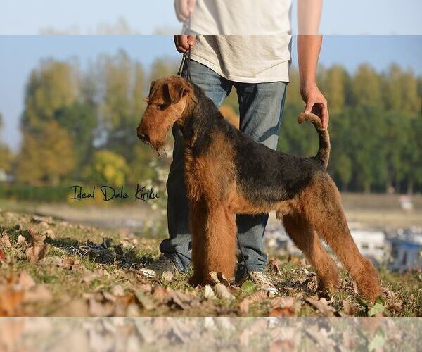 Medium Photo #1 Airedale Terrier Puppy For Sale in Kisela Voda, Kisela Voda, Macedonia