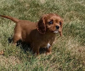 Medium Cavalier King Charles Spaniel