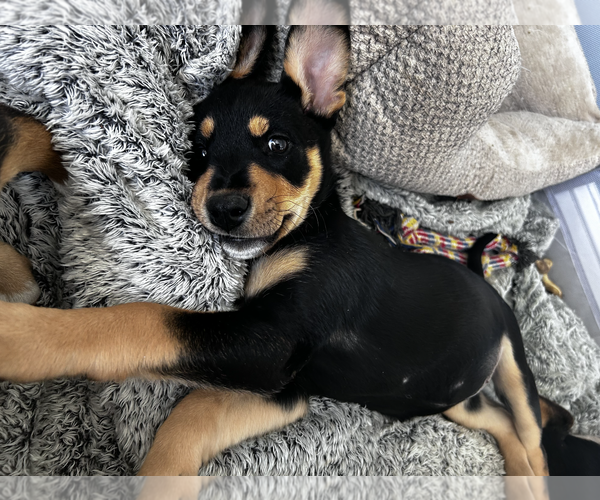 Medium Photo #6 Mutt Puppy For Sale in Rockville, MD, USA