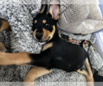 Small #5 Mutt