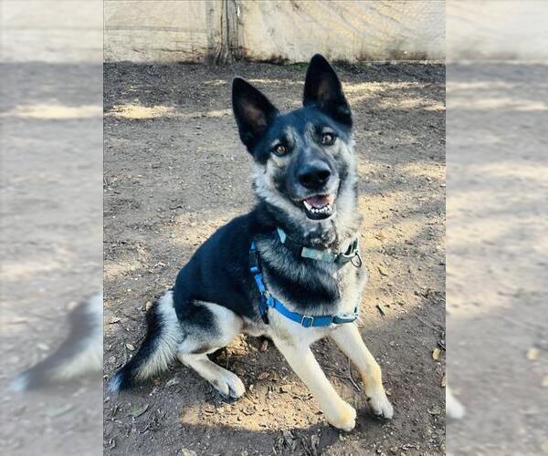 Medium Photo #3 German Shepherd Dog Puppy For Sale in Santa Barbara, CA, USA