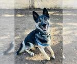 Small #2 German Shepherd Dog