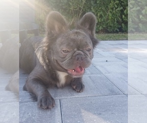 Father of the French Bulldog puppies born on 04/07/2025