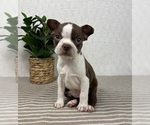 Small #1 Boston Terrier