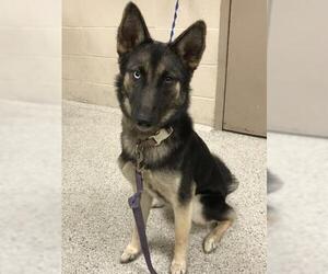 German Shepherd Dog Dogs for adoption in Conroe, TX, USA