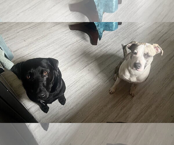 Medium Photo #4 American Staffordshire Terrier-Unknown Mix Puppy For Sale in Staten Island, NY, USA