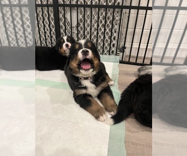 Medium Photo #3 Bernese Mountain Dog Puppy For Sale in FAIRMONT, MN, USA