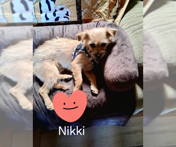 Medium Photo #2 Norfolk Terrier-Unknown Mix Puppy For Sale in Mesa, AZ, USA