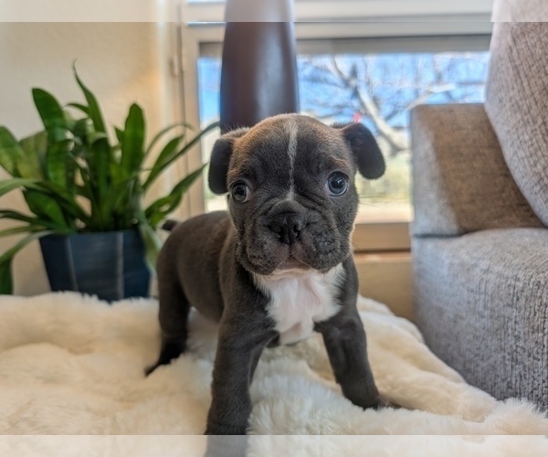 Medium Photo #2 Faux Frenchbo Bulldog Puppy For Sale in LAS CRUCES, NM, USA