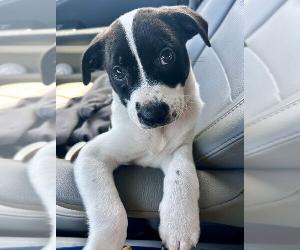Medium Photo #5 Bogle Puppy For Sale in Osgood, IN, USA