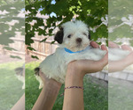 Small #1 Havanese