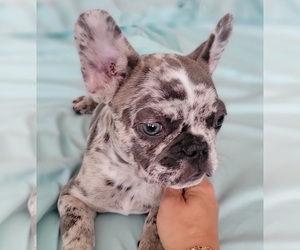 French Bulldog Puppy for sale in TAMPA, FL, USA