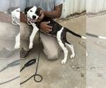 Small #2 English Foxhound-Retriever  Mix