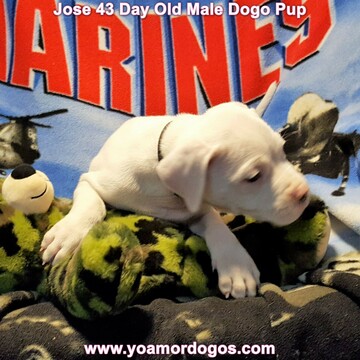 Medium Photo #114 Dogo Argentino Puppy For Sale in JANE, MO, USA