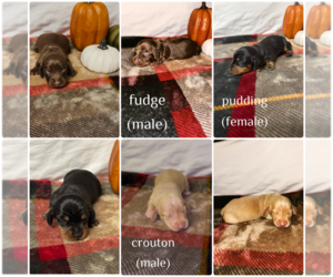 Dachshund Puppy for sale in BUFORD, GA, USA