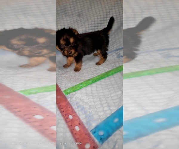 Medium Photo #47 Yorkshire Terrier Puppy For Sale in AKRON, OH, USA