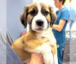 Small #1 Mutt