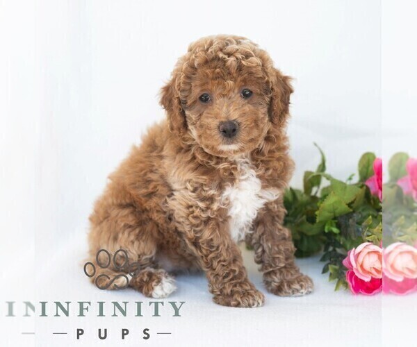 Medium Photo #3 Poochon Puppy For Sale in DORNSIFE, PA, USA
