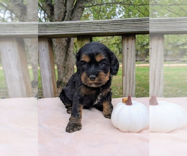 Medium Photo #8 Cock-A-Poo Puppy For Sale in SALEM, MO, USA