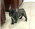 Small Photo #15 French Bulldog Puppy For Sale in KENDALL, FL, USA