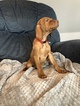 Small Photo #2 Vizsla Puppy For Sale in INSTITUTE, WI, USA