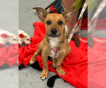 Small #1 Jack Russell Terrier-Papillon Mix