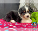 Puppy 2 Miniature Australian Shepherd