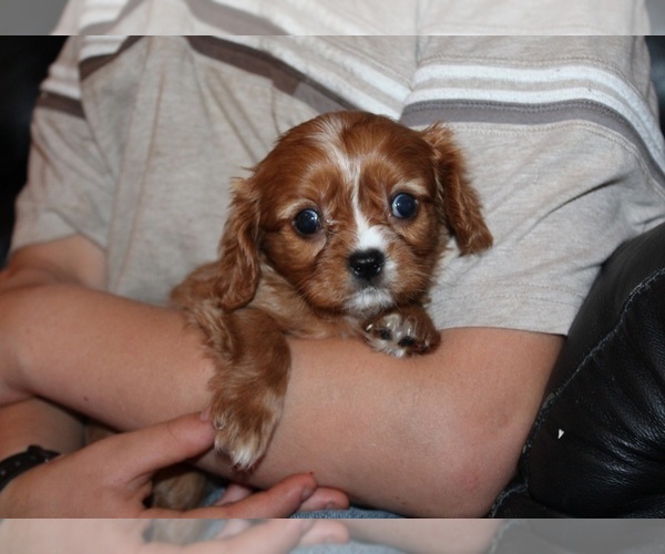 Medium Photo #4 Cavalier King Charles Spaniel Puppy For Sale in CLARKRANGE, TN, USA