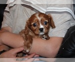Small Photo #4 Cavalier King Charles Spaniel Puppy For Sale in CLARKRANGE, TN, USA