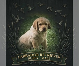 Labrador Retriever Puppy for Sale in BROWNS VALLEY, California USA