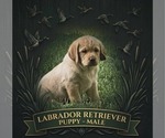 Image preview for Ad Listing. Nickname: Litter of 7