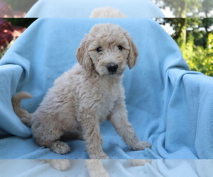 Goldendoodle (Miniature) Puppy for sale in SHILOH, OH, USA