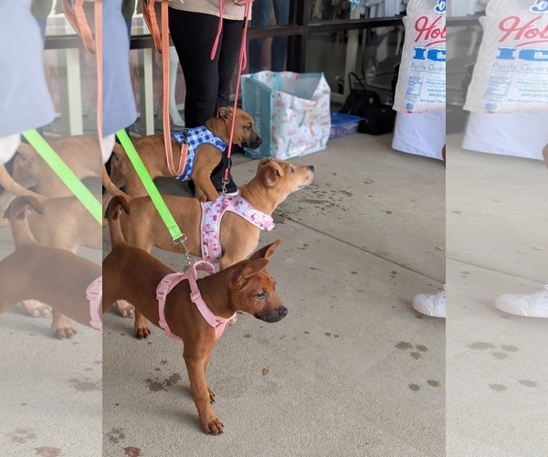 Medium Photo #9 Labrador Retriever-Unknown Mix Puppy For Sale in Holly Springs, NC, USA