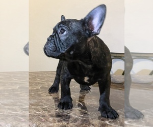 French Bulldog Puppy for sale in RIALTO, CA, USA