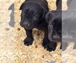Small #4 Cane Corso