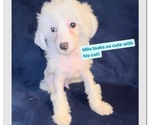 Small Photo #1 Chinese Crested Puppy For Sale in BROOKLYN, NY, USA