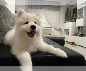 Samoyed Puppy for sale in GLENDALE, CA, USA