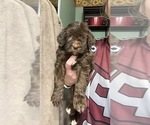 Small Photo #10 Golden Mountain Doodle  Puppy For Sale in REYNOLDSBURG, OH, USA