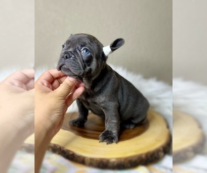 French Bulldog Puppy for sale in OJAI, CA, USA