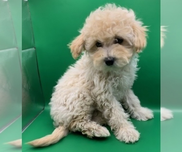 Medium Photo #12 Cavapoochon (Miniature) Puppy For Sale in BLUE MOUND, TX, USA