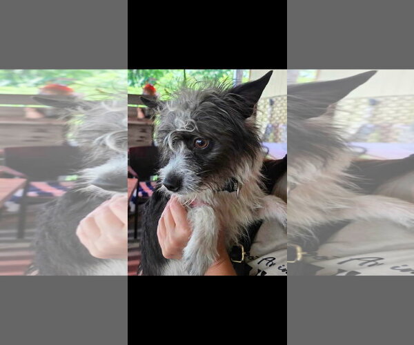 Medium Photo #4 Mutt Puppy For Sale in Alexander, AR, USA