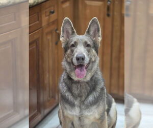 COCOA - Female German Shepherd Dog Dog for Adoption - Photo #2