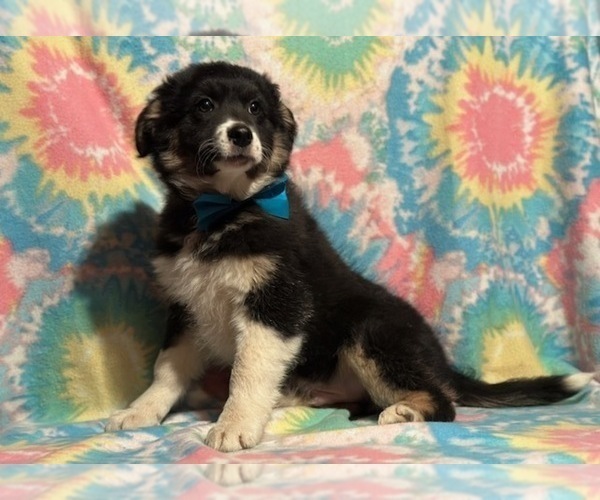 Medium Photo #4 Border Collie-Golden Retriever Mix Puppy For Sale in LANCASTER, PA, USA