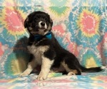 Small Photo #4 Border Collie-Golden Retriever Mix Puppy For Sale in LANCASTER, PA, USA